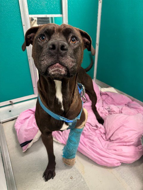 RUBBLE - American Pit Bull Terrier available for adoption