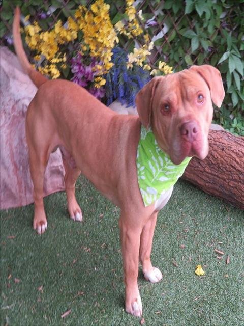 CLIFFORD - Pit Bull Terrier available for adoption