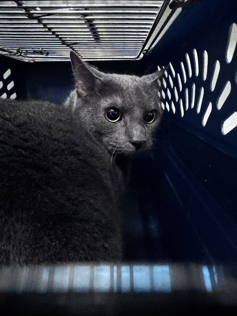 DANI - Domestic Short Hair for adoption in Oklahoma City