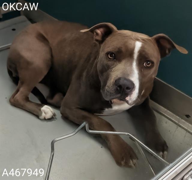 A467949 - Pit Bull Terrier available for adoption