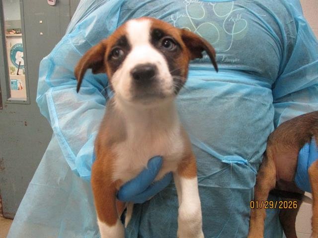 A469015 - Pit Bull Terrier available for adoption