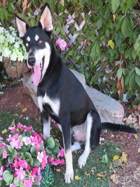 TEDDY - Siberian Husky available for adoption