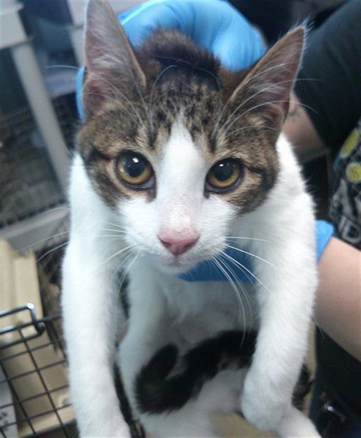 A469721 - Domestic Short Hair available for adoption