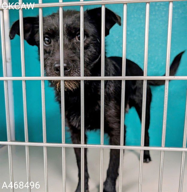 A468496 - Terrier available for adoption