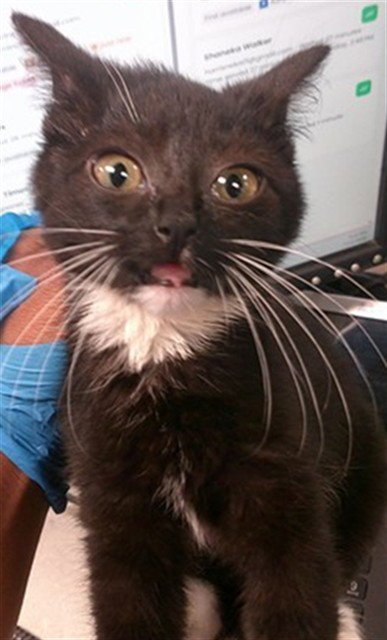 A478053 - Domestic Short Hair for adoption in Norman
