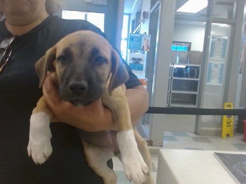 A480303 - German Shepherd Dog available for adoption