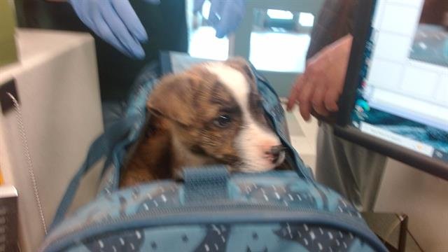 A468183 - Rat Terrier available for adoption