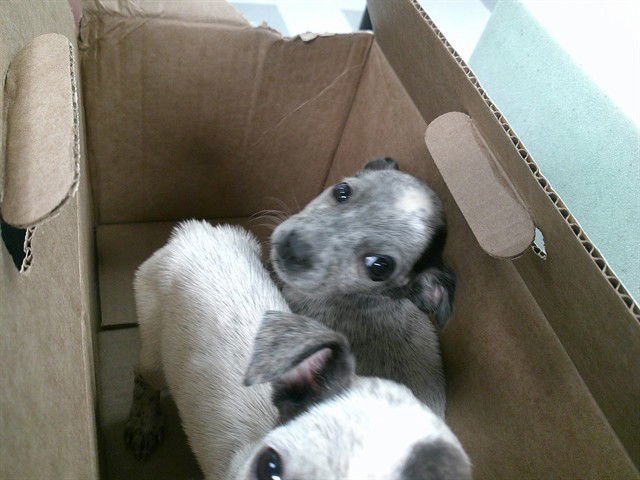 A467194 - Australian Cattle Dog/Blue Heeler available for adoption