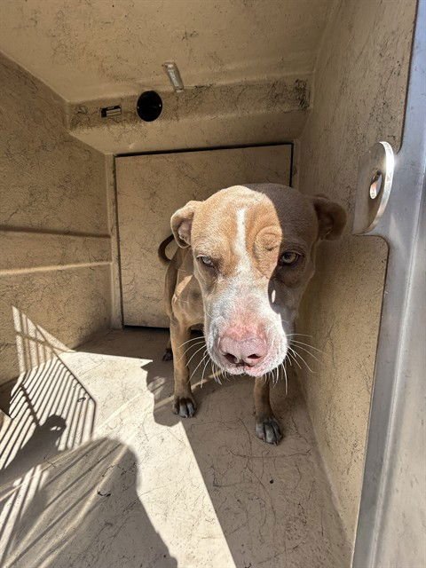 TAD - Pit Bull Terrier available for adoption