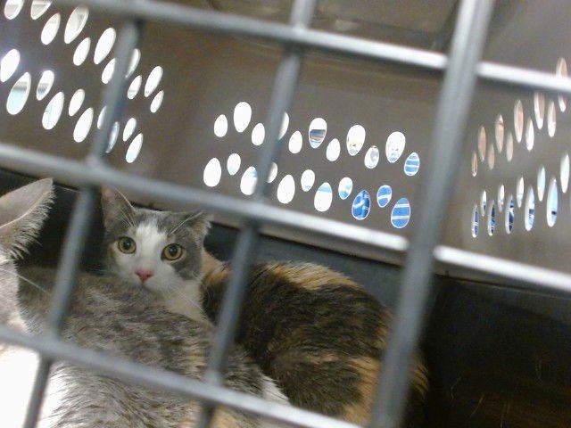 THELMA - Domestic Short Hair available for adoption