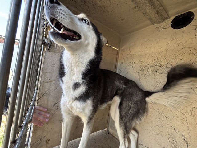 STAR - Siberian Husky available for adoption