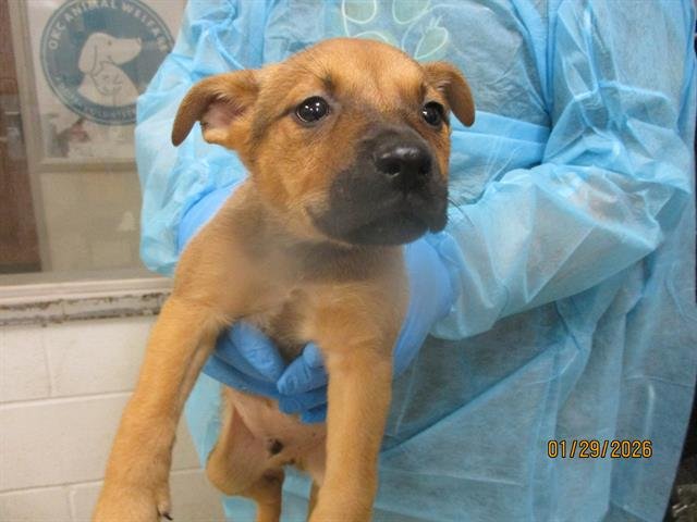 A469017 - Pit Bull Terrier available for adoption