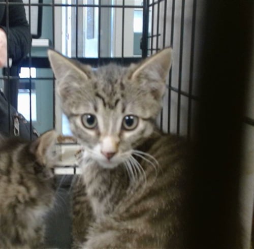 A473990 - Domestic Short Hair available for adoption