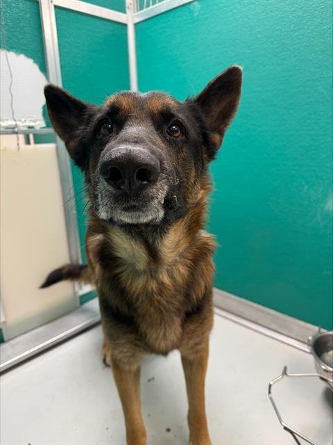 A467753 - German Shepherd Dog available for adoption