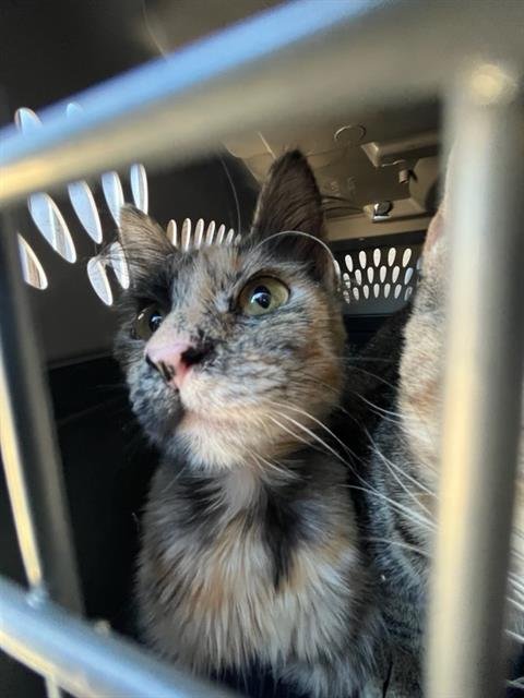 A469439 - Domestic Short Hair available for adoption