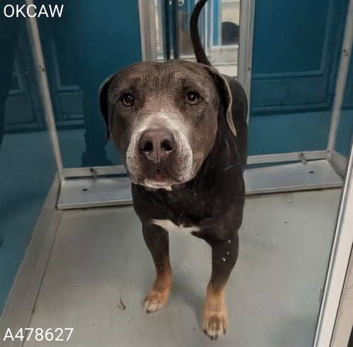 BEAR - Pit Bull Terrier available for adoption