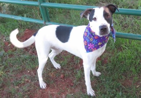 MABLE - Labrador Retriever available for adoption