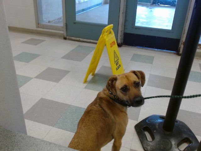 NARA - Black Mouth Cur available for adoption