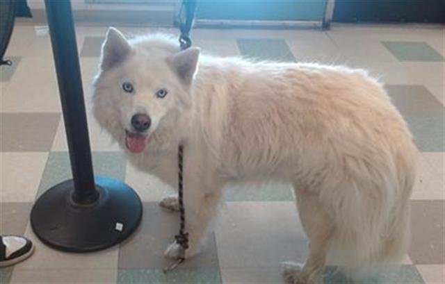 ZEUS - Samoyed available for adoption