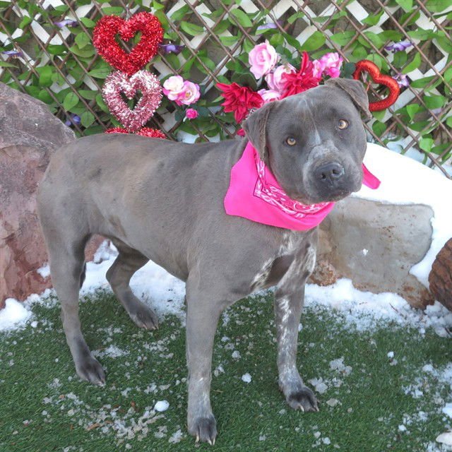 ALDI - American Pit Bull Terrier available for adoption