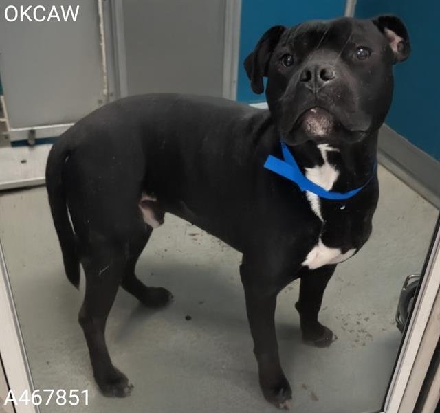 MAX - American Pit Bull Terrier available for adoption