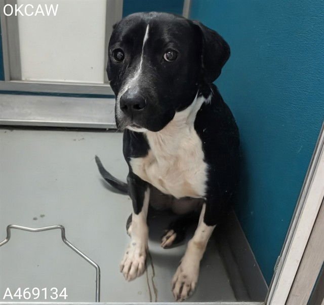 LUCY - American Pit Bull Terrier available for adoption