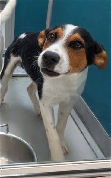 A478230 - Australian Cattle Dog/Blue Heeler available for adoption