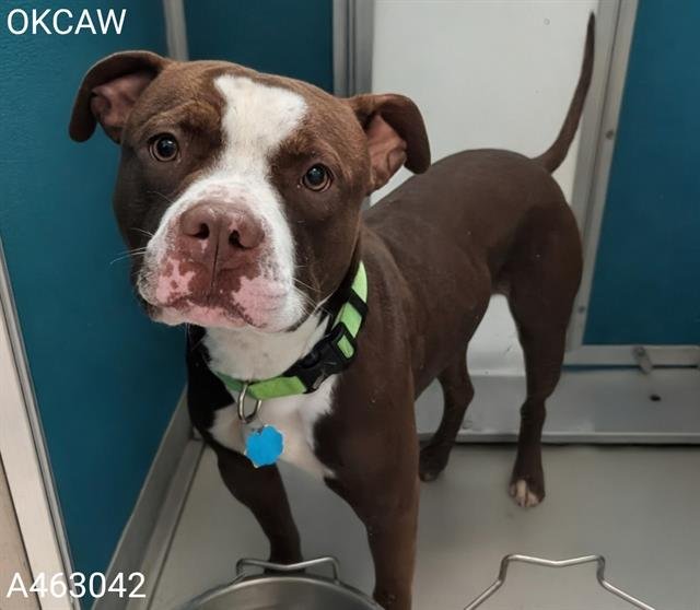 POPS - American Bulldog available for adoption