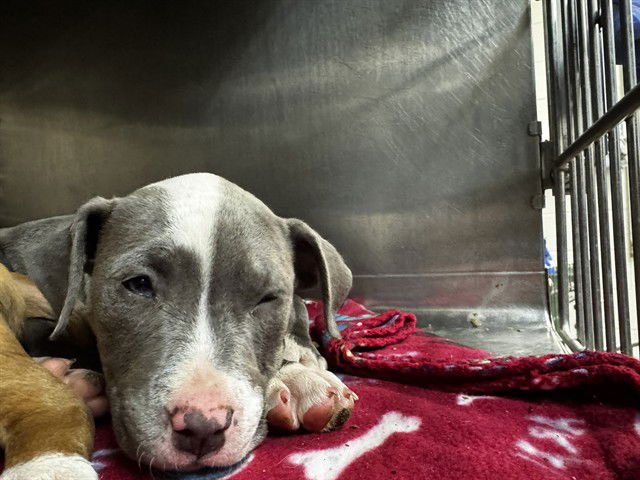 A468269 - American Pit Bull Terrier available for adoption