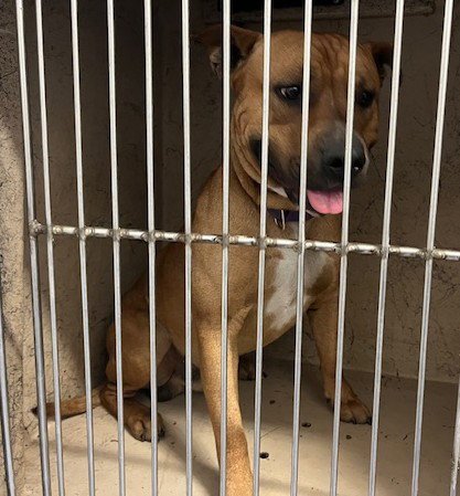 REX - Pit Bull Terrier available for adoption