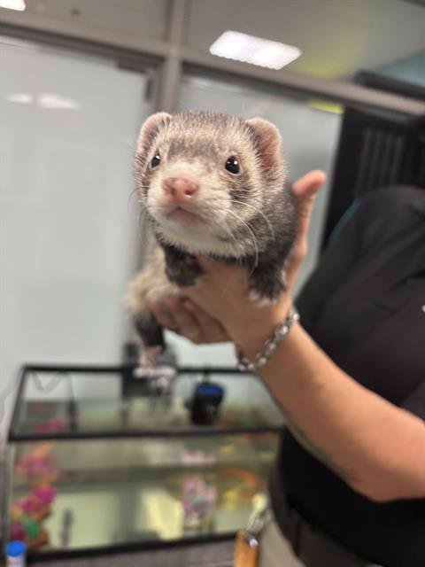 A469540 - Ferret available for adoption