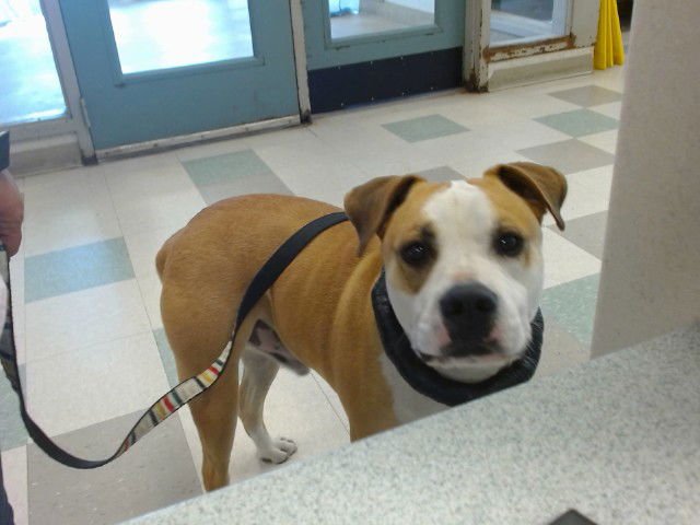 TUCKER - Mastiff available for adoption