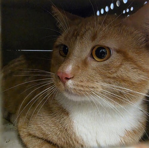 A474738 - Domestic Short Hair available for adoption