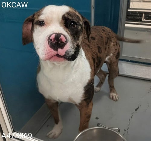 LENNY - Pit Bull Terrier / Catahoula Leopard Dog for adoption in Oklahoma City