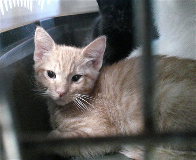 A467837 - Domestic Short Hair available for adoption