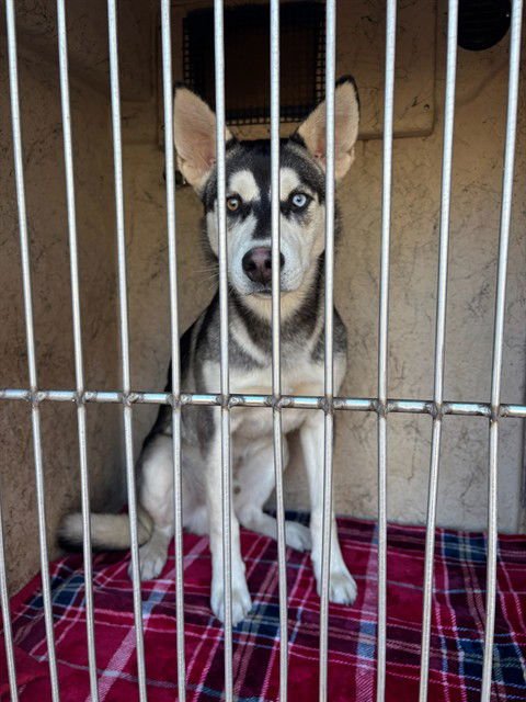 RHYTHM - Siberian Husky available for adoption