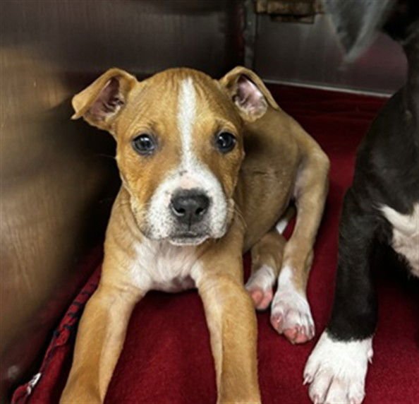 A468263 - American Pit Bull Terrier available for adoption