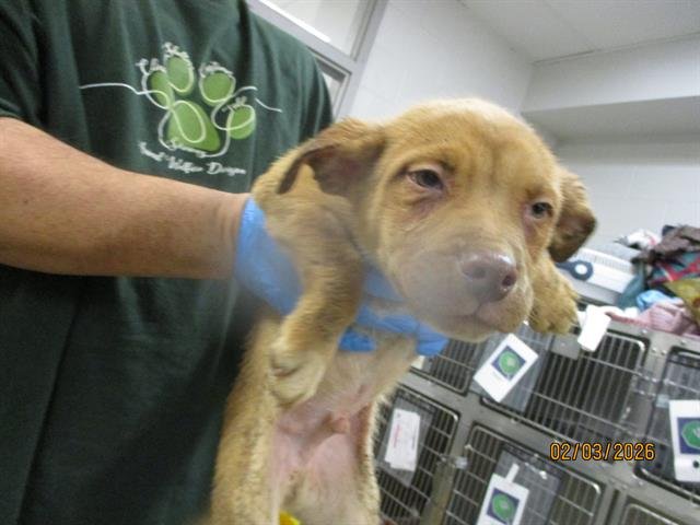 A469235 - Pit Bull Terrier available for adoption