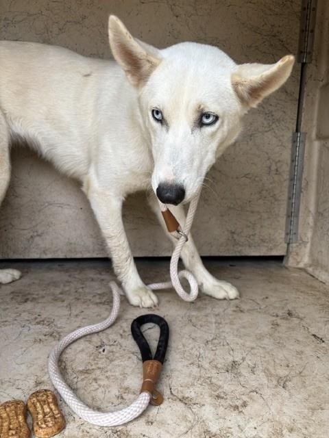 A479953 - Siberian Husky available for adoption