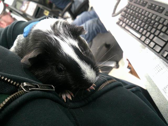 A469665 - Guinea Pig available for adoption