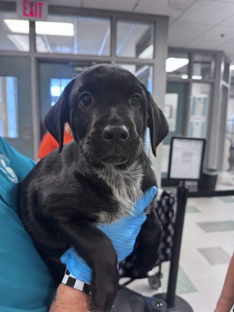 OSCAR - Rottweiler available for adoption