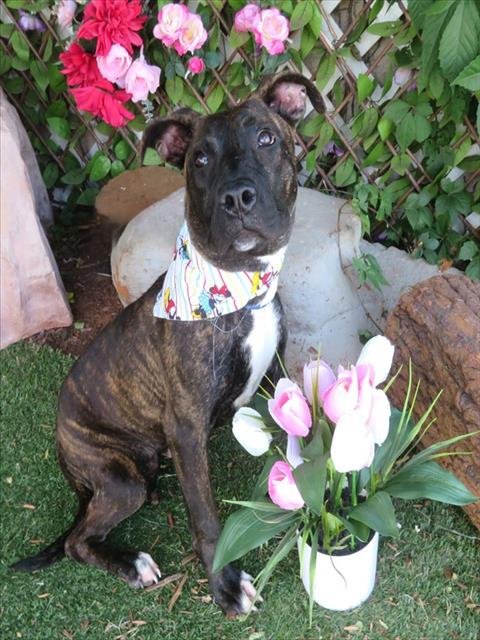 AMELIA - Plott Hound available for adoption