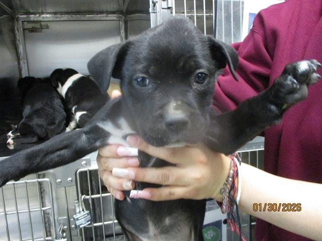 A469096 - American Pit Bull Terrier available for adoption