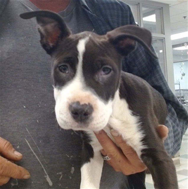 A469783 - American Pit Bull Terrier available for adoption
