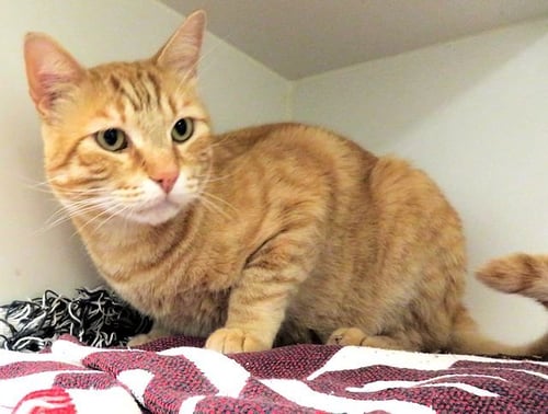 A474129 - Domestic Short Hair available for adoption