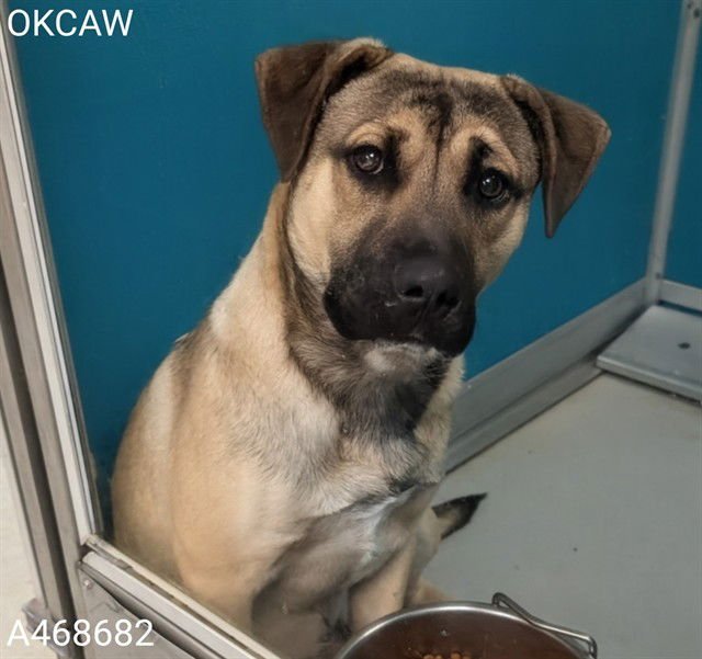 ROSCOE - Black Mouth Cur / Boxer available for adoption