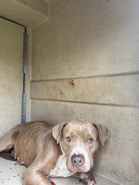 PENNY - Pit Bull Terrier available for adoption