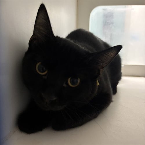 BATMAN - Domestic Short Hair for adoption in Norman