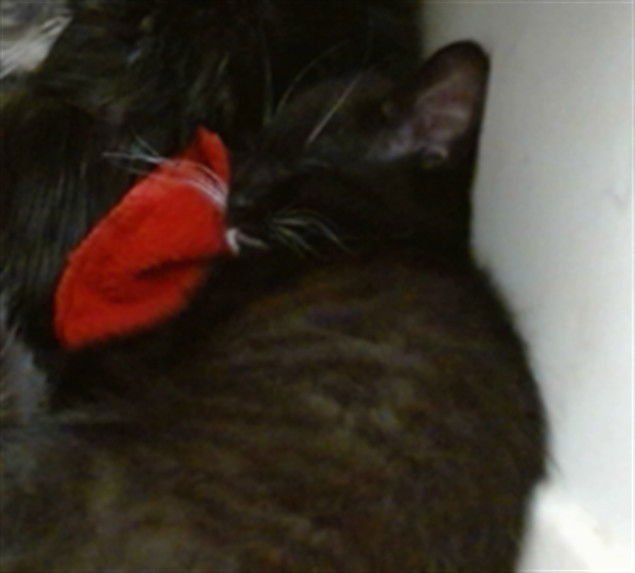 SPUNKY - Domestic Short Hair available for adoption