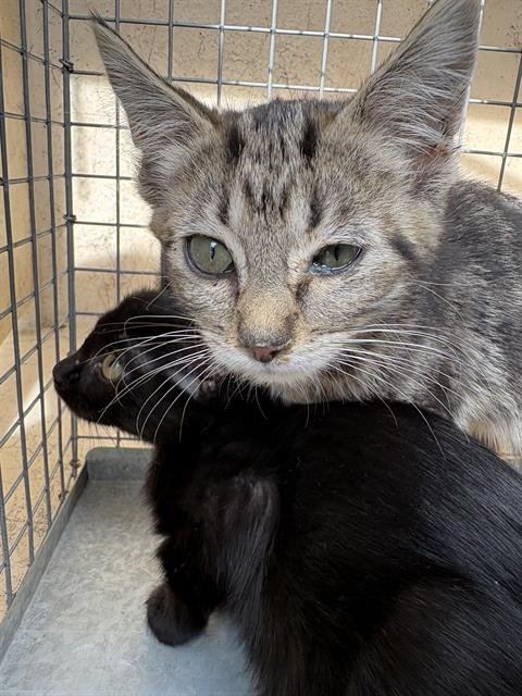 A467035 - Domestic Short Hair available for adoption